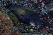 Phycis phycis Mostelle de roche-Acores St maria Penedia-11m-20170821-Denis-ADER-DSC_9830_tn_tn